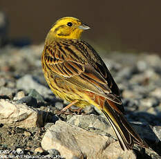 Bruant jaune