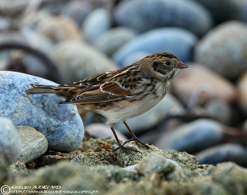 Lapland Longspuradult post breeding, identification