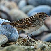 Lapland Longspur