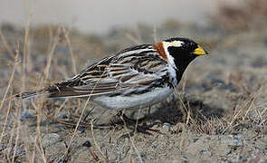 Lapland Longspur