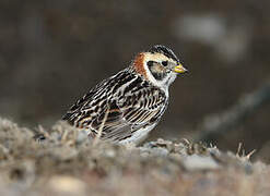 Lapland Longspur