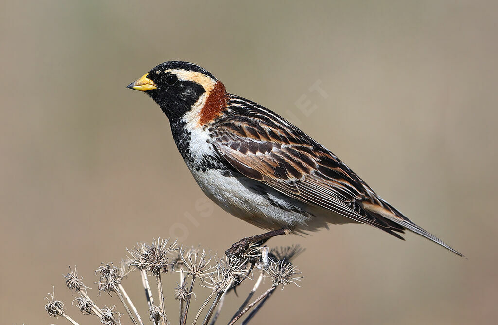 Lapland Longspur