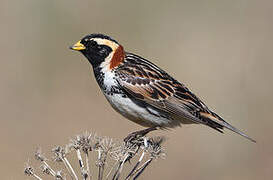 Lapland Longspur