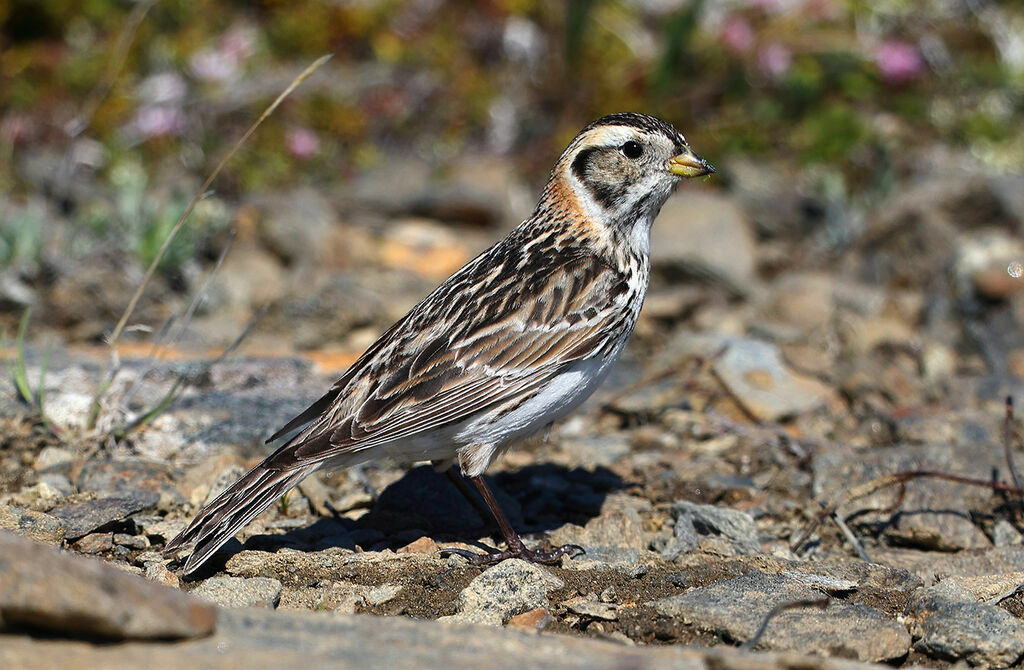 Lapland Longspur