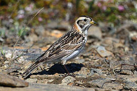 Lapland Longspur