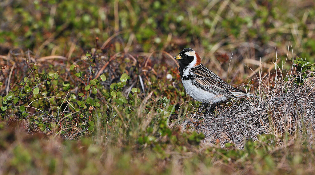 Bruant lapon mâle adulte nuptial, identification