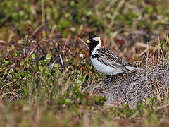 Lapland Longspur