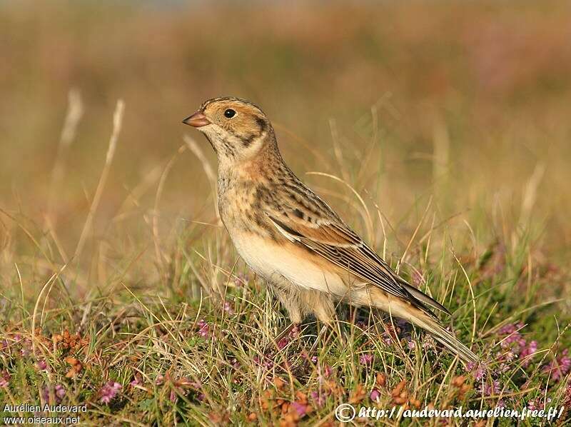 Lapland Longspur female adult post breeding, identification