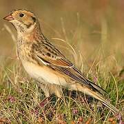 Lapland Longspur