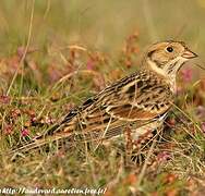 Lapland Longspur