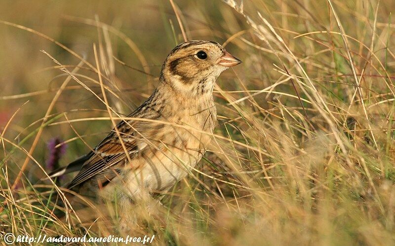 Lapland Longspur