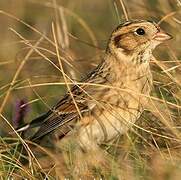 Lapland Longspur