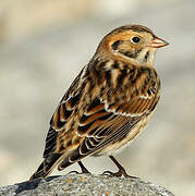 Lapland Longspur