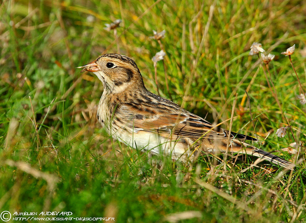 Lapland Longspur