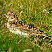 Lapland Longspur