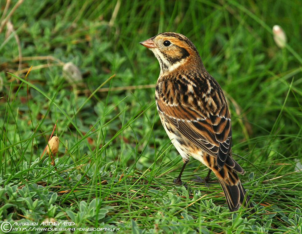 Lapland Longspur