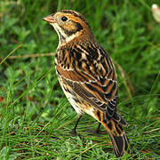 Lapland Longspur