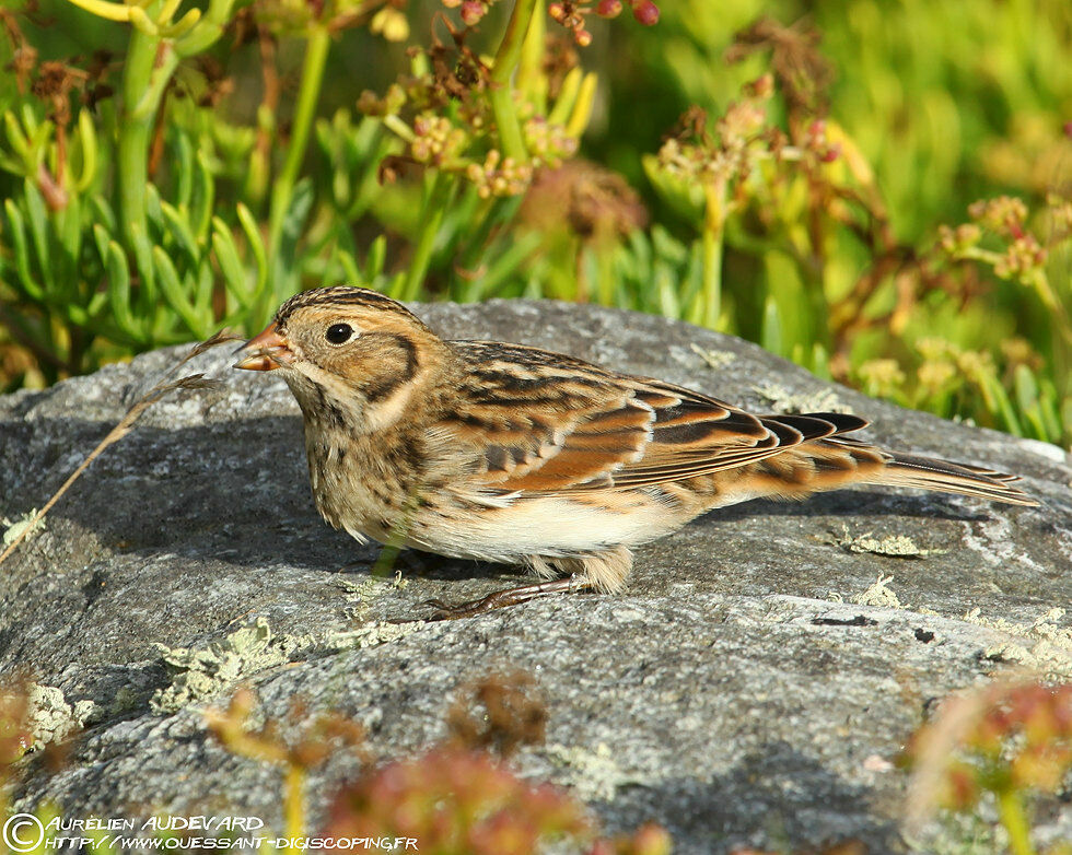 Lapland Longspur