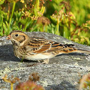 Lapland Longspur