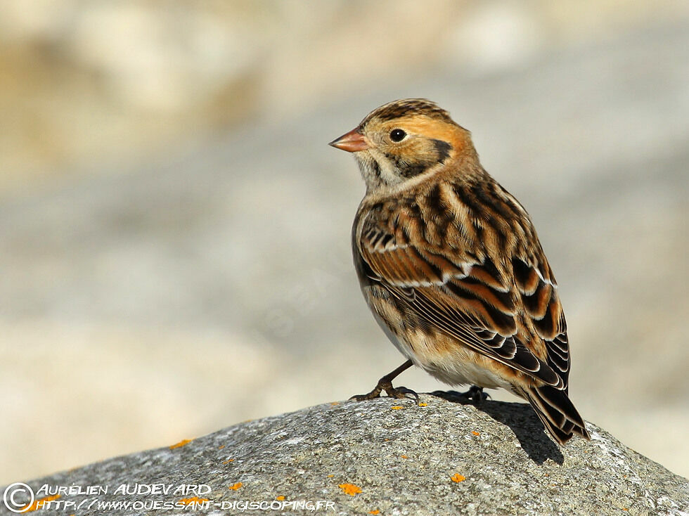 Lapland Longspur