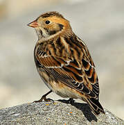 Lapland Longspur