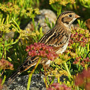 Lapland Longspur