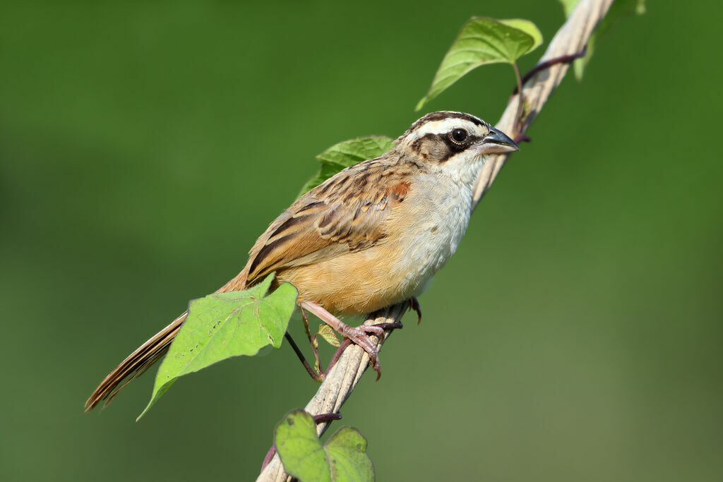 Stripe-headed Sparrow