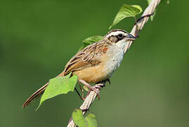 Stripe-headed Sparrow