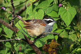 Stripe-headed Sparrow