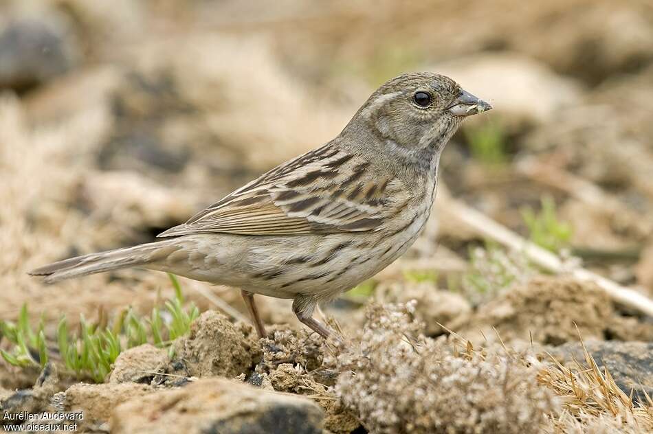 Black-faced Bunting female adult breeding, identification