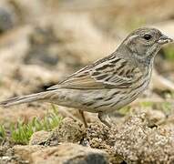 Black-faced Bunting