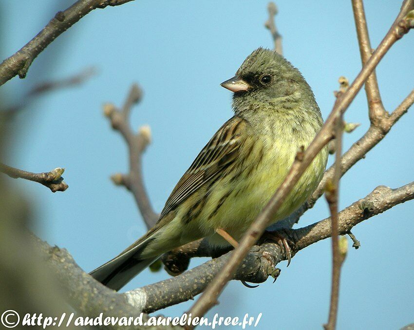 Black-faced Bunting