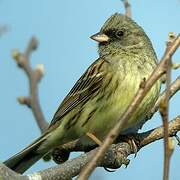 Black-faced Bunting