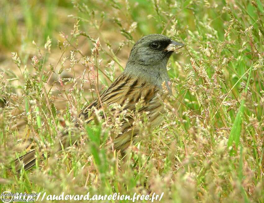 Black-faced Bunting male adult, close-up portrait