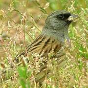 Black-faced Bunting