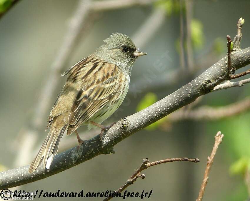 Black-faced Bunting male adult breeding, moulting