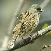 Black-faced Bunting