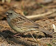 Black-faced Bunting