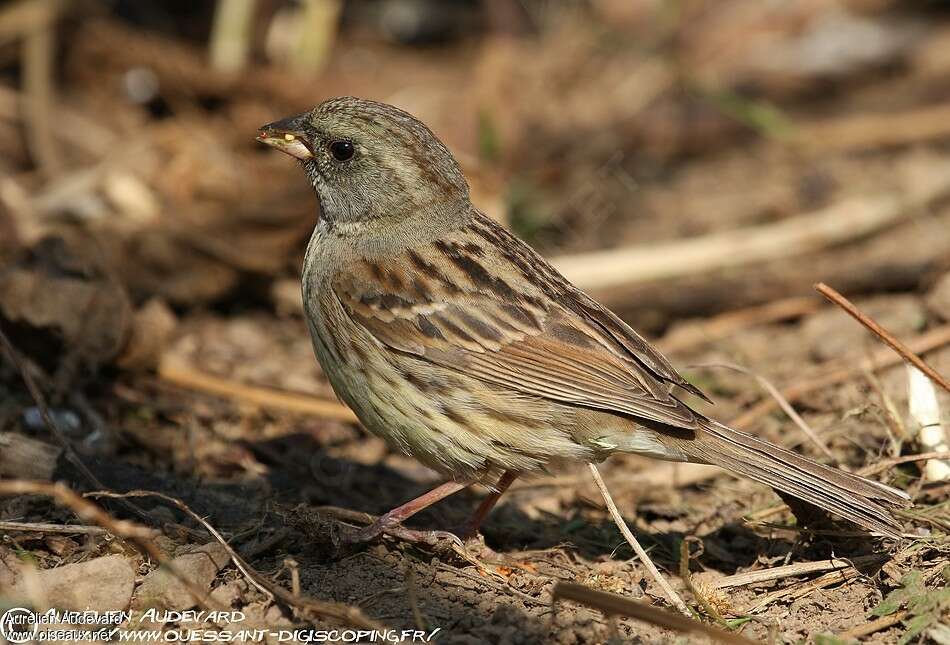 Black-faced Bunting male adult post breeding, identification