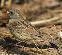 Black-faced Bunting