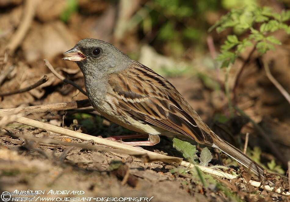 Black-faced Bunting male adult breeding, identification