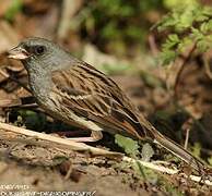 Black-faced Bunting