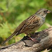 Black-faced Bunting