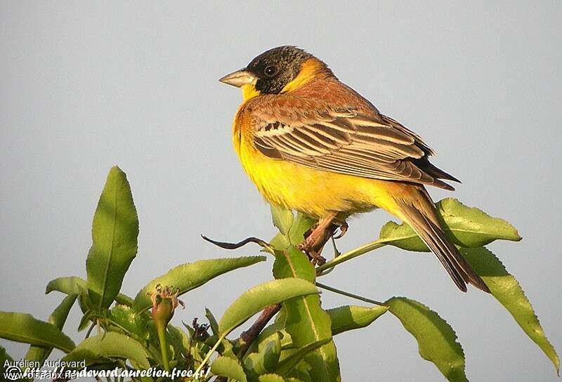 Black-headed Bunting male adult breeding, identification