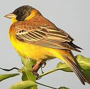 Black-headed Bunting