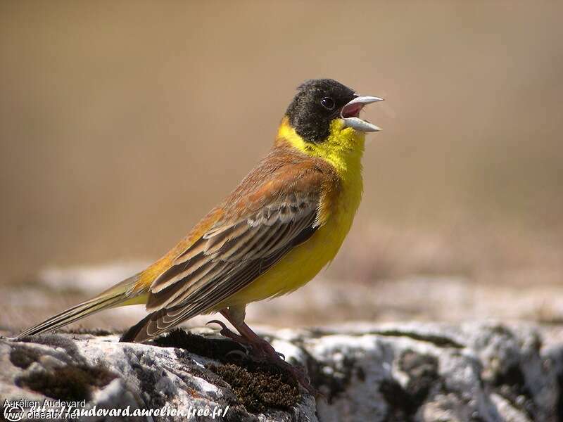 Black-headed Bunting male adult breeding, identification