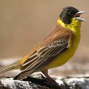 Black-headed Bunting