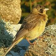 Black-headed Bunting