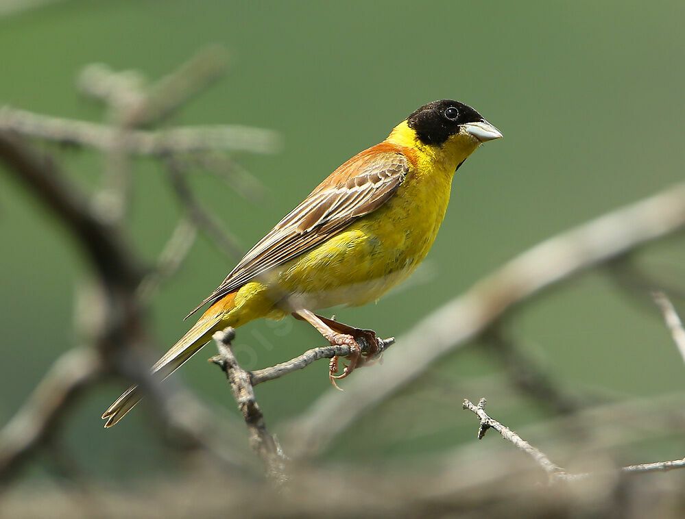 Black-headed Bunting