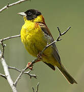 Black-headed Bunting